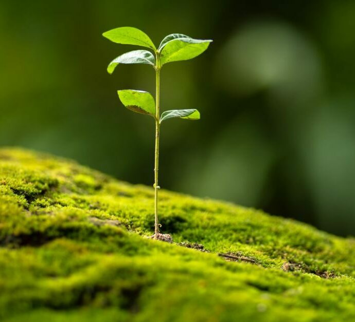 Small plant growing